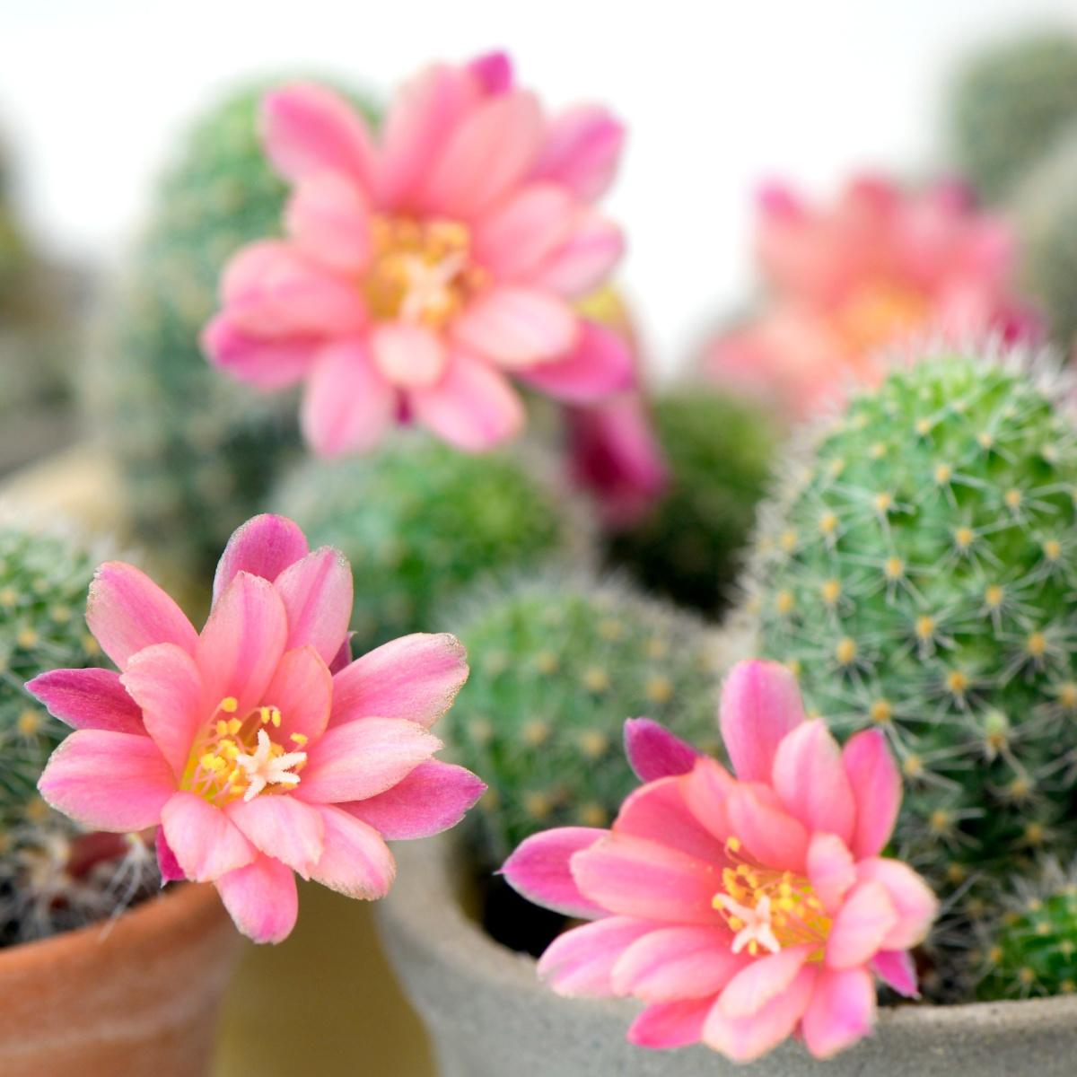 Cactus Blossom Fragrance Oil (BBW Type)