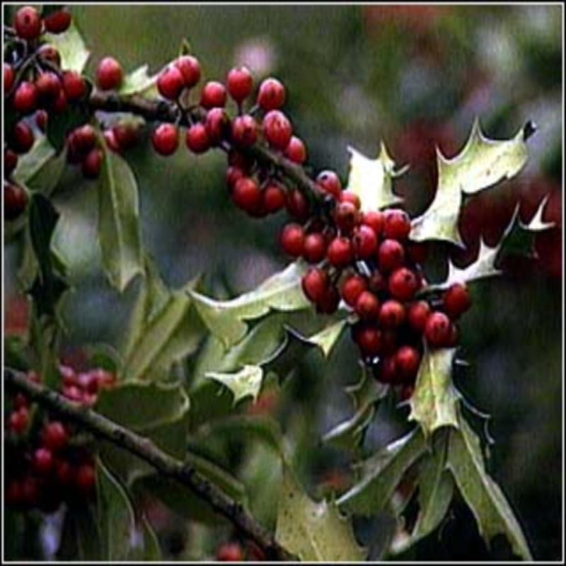 Mulberry & Mistletoe Fragrance Oil