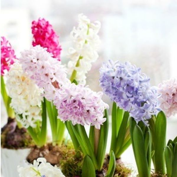 Hyacinth Fragrance Oil