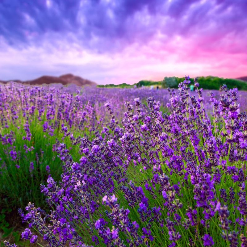 Lavender & Fresh Herbs Fragrance Oil