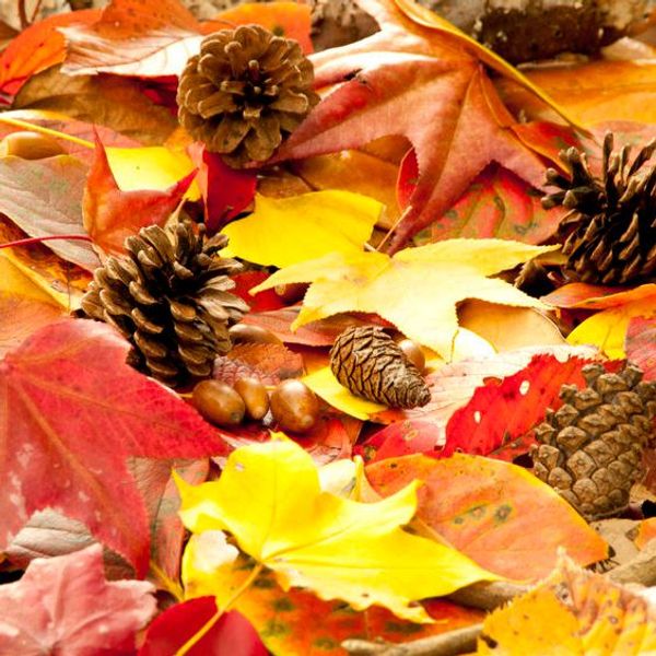Autumn Leaves Fragrance Oil (Yankee Type)