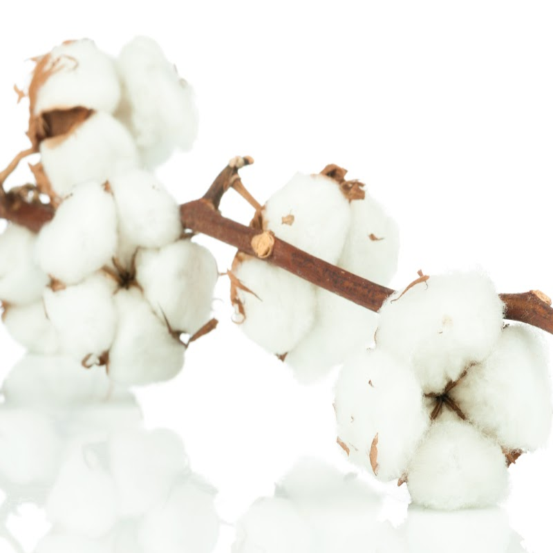 Cotton Blossom Fragrance Oil (BBW Type)