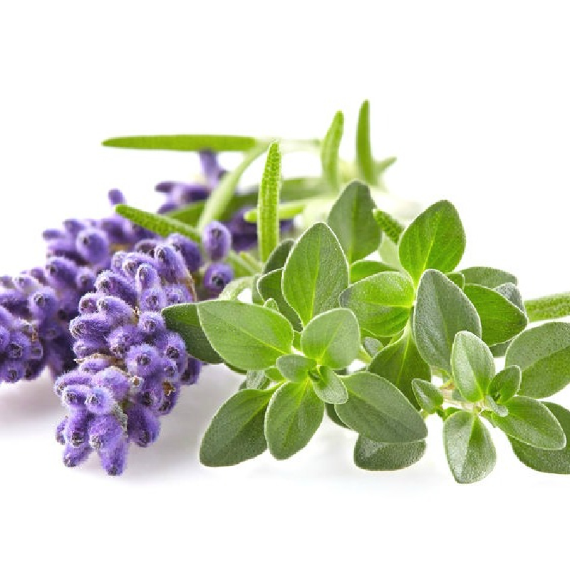Lavender Thyme Fragrance Oil